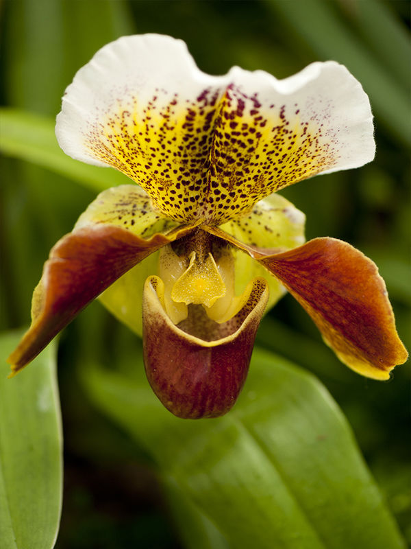 Орхидея Пафиопедилум Американ Гибрид groen/wit heavy xxl 12/25 Голландия